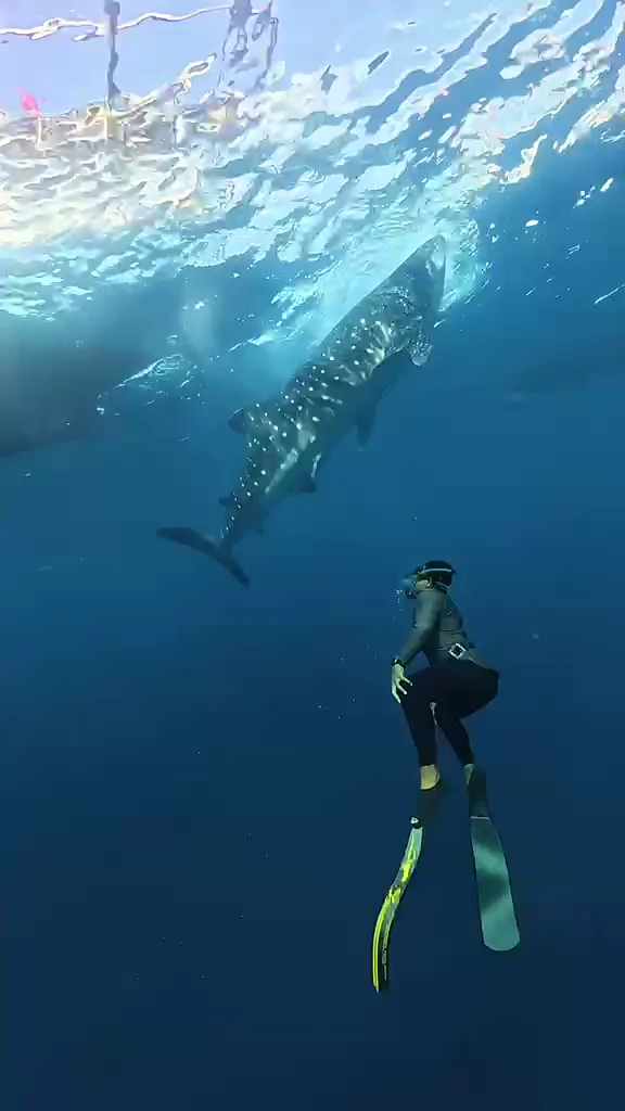 A whale shark and a swimmer underwater in Sumbawa, from the field team’s original footage